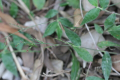 Oplismenus compositus